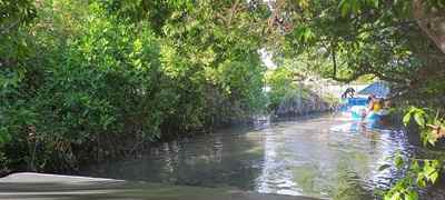 dolphin tour boat wildlife